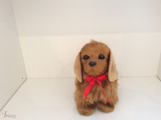 imusau.lt | listing Šuniukas