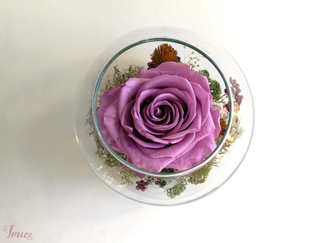 imusau.lt | parduodama Mieganti rožė stiklo vazoje