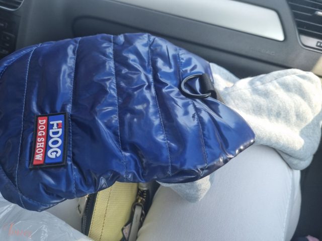 imusau.lt | parduodama Striukyte suniukui xs