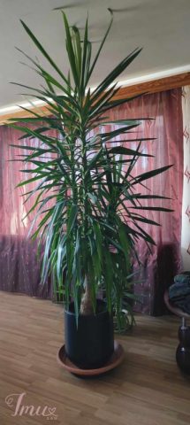 imusau.lt | listing gėlė juka