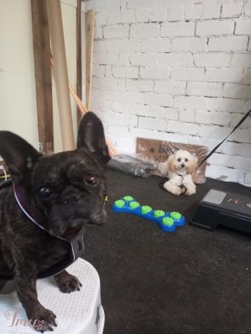 imusau.lt | parduodama Šunų dresūra - Fracco dresūros mokykla