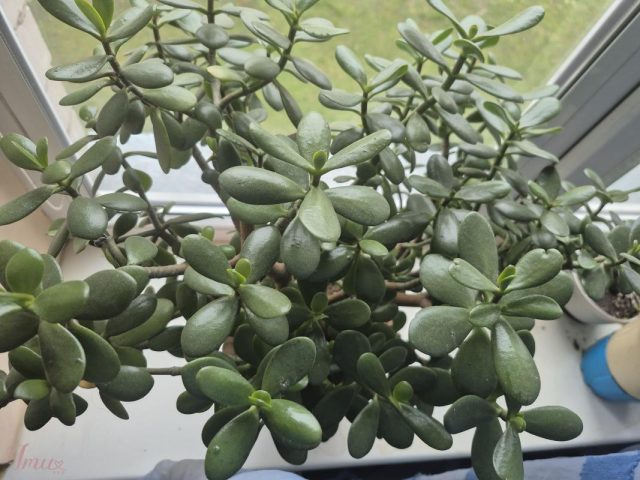 imusau.lt | parduodama storalapis,laimės medis